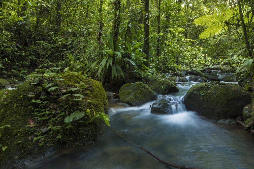 La Tigra Rainforest Lodge La Fortuna Екстериор снимка